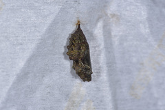 Stibochiona nicea