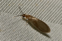 Sisyra terminalis