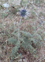 Echinops polyceras