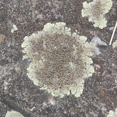 Protoparmeliopsis muralis