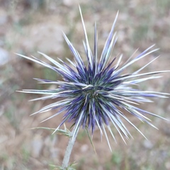 Echinops polyceras