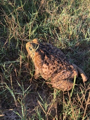 Rhinella horribilis