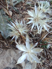 Chardinia orientalis