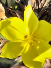 Bobartia macrospatha
