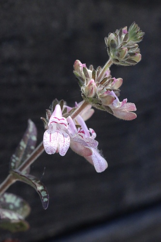 Sticky Chinese Houses