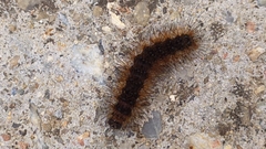 Lepidoptera