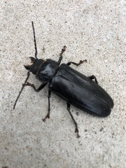 Archodontes melanopus