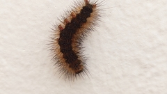 Lepidoptera