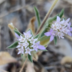 Pterocephalus plumosus