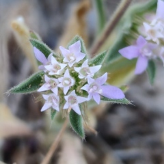 Pterocephalus plumosus