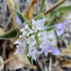 Pterocephalus plumosus