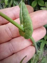 Sonchus