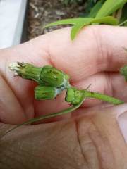 Sonchus