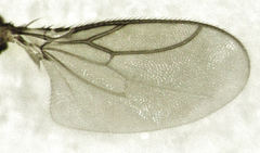 Trachyopella lineafrons