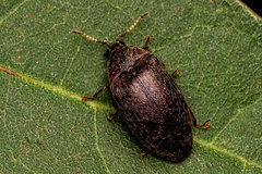 Lissomus quisqueya