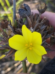 Bobartia macrospatha