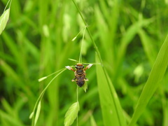Megachile albitarsis