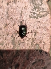 Sphaerites glabratus