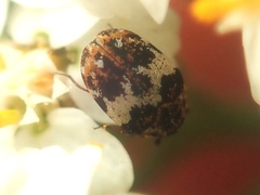Anthrenus pimpinellae