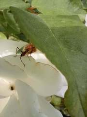 Tettigoniidae