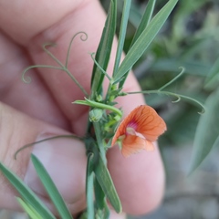 Lathyrus blepharicarpos