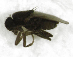 Trachyopella lineafrons