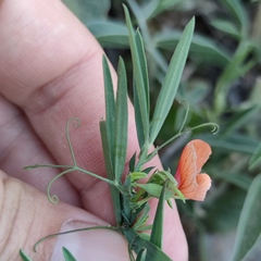 Lathyrus blepharicarpos
