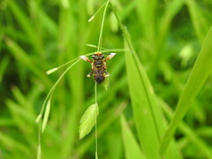 Megachile albitarsis
