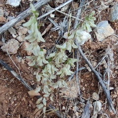 Callipeltis cucullaris