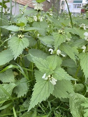 Lamium album