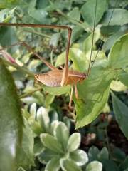 Tettigoniidae