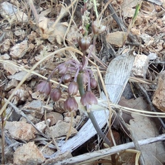 Callipeltis cucullaris