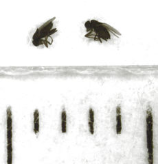 Trachyopella lineafrons