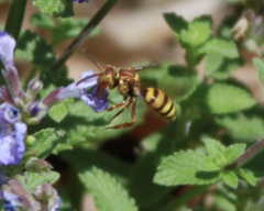 Nomada luteola