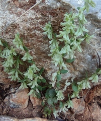 Callipeltis cucullaris