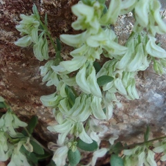 Callipeltis cucullaris