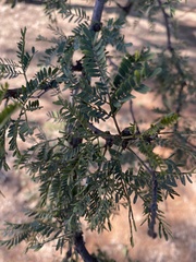 Vachellia