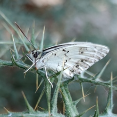 Melanargia titea