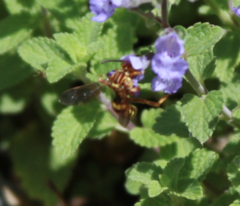 Nomada luteola