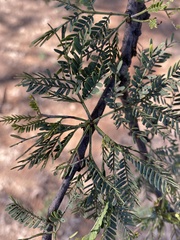Vachellia