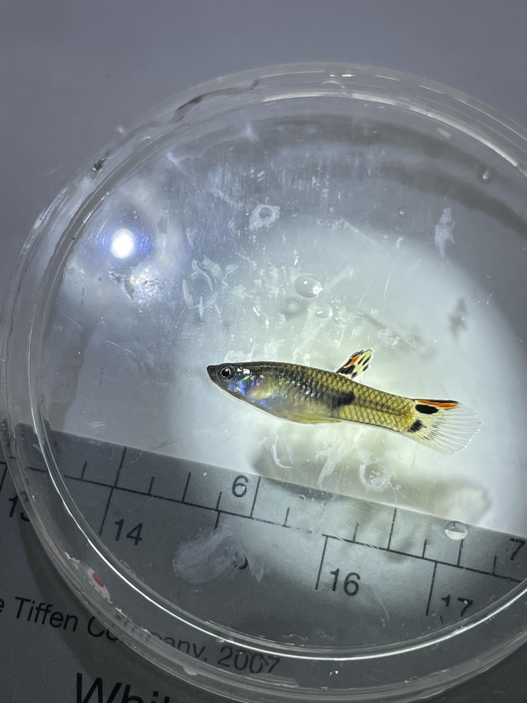 Painted livebearer (Micropoecilia picta) — Poeciliidae