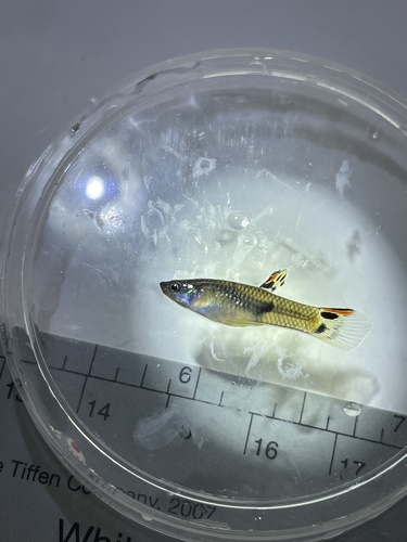 Painted livebearer (Micropoecilia picta) — Poeciliidae