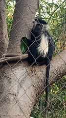 Colobus