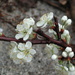Prunus maritima - Photo (c) Anita,  זכויות יוצרים חלקיות (CC BY-NC)