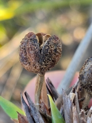 Bobartia macrospatha