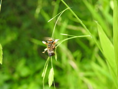 Megachile albitarsis