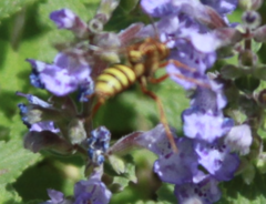 Nomada luteola