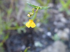 Nemesia pinnata