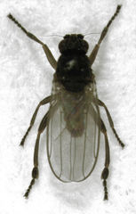 Ischiolepta pusilla