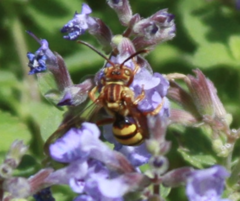 Nomada luteola